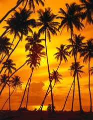 palm beach, sunset, backlight, 