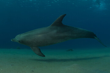 Obraz na płótnie Canvas Dolphin swimming in the Red Sea, Eilat Israel 