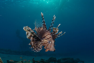 Lionfish in the Red Sea colorful fish, Eilat Israel
