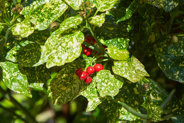 Aucuba japonica, commonly called spotted laurel. Garryaceae family. Foliage and berries