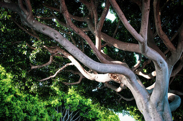 Beautiful tree and branches