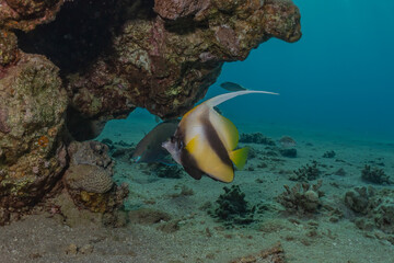 Fish swim in the Red Sea, colorful fish, Eilat Israel
