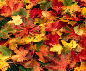 Naklejka na ściany i meble colourful autumn leaves, 