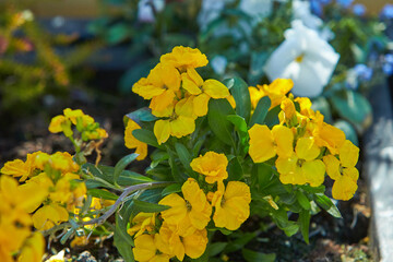 Close up of yellow wallflowers (erysimum) in bloom with a green background