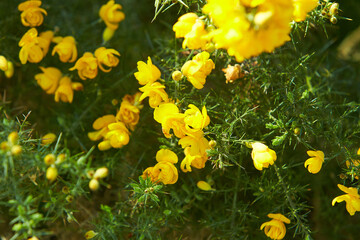 Fototapeta na wymiar Berberis frikartii branch. Thorny branches of berberis frikartii with bright yellow flowers.
