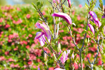 Fototapety na wymiar - Fototapeta24.pl