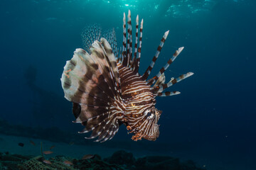 Lionfish in the Red Sea colorful fish, Eilat Israel
