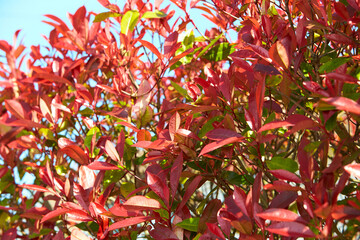 Bush with Red And Green Leaves Of A Shrub In A Spring Garden