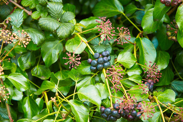 Hedera helix (common ivy, English ivy, European ivy) with fruit berries