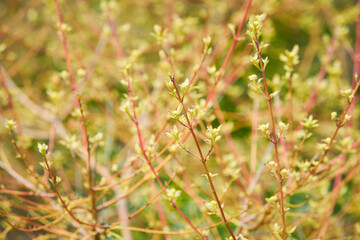 A bud shot with a beautiful bokeh. New growth budding out in forest.
