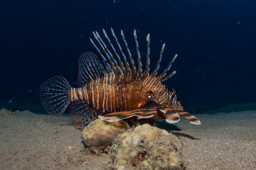 Lionfish in the Red Sea colorful fish, Eilat Israel
