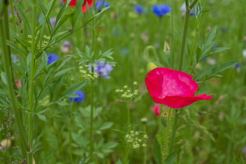 Colourful wild flowers, including cornflowers and poppies, on a roadside verge in Ickenham, West London UK. The Borough of Hillingdon has been planting wild flowers next to roads to support wildlife.