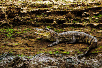 Reserva Caño Negro, Alajuela, Costa Rica