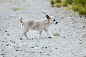 Chihuahua geht auf Sandboden