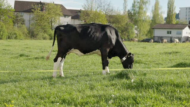 black and white cow eating grass and defecating on a green meadow, daytime, without people