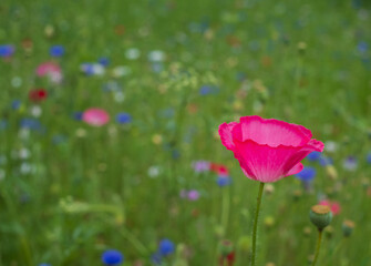 Fototapeta premium Colourful wild flowers, including poppies and cornflowers, on a roadside verge in Ickenham, West London UK. The Borough of Hillingdon has been planting wild flowers next to roads to support wildlife.