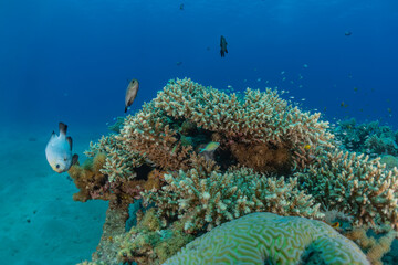 Coral reef and water plants in the Red Sea, Eilat Israel
