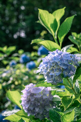 6月の輝く紫陽花