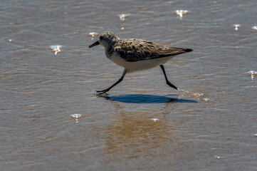 Sanderling Running on Beach
