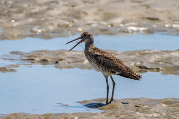 Willet with Bill Open
