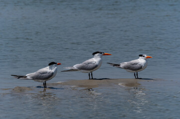 Three Royal Terns