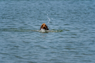 Golden Doodle Swimming Towards Camera