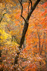 Fall leaves on Trees