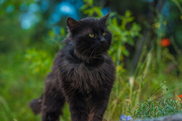Naklejka na ściany i meble black cat outdoors on green grass in summer