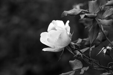 Rose in Black and White