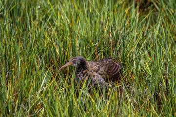 Clapper Rail in Salt Marsh Grass