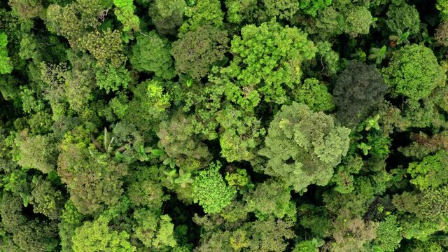 Aerial top view of a tropical forest canopy, zooming out on the different trees of the rainforest 