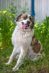white with brown alabai on green grass background
