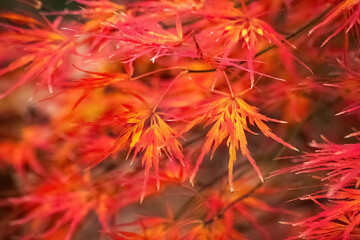 Fall leaves on Trees