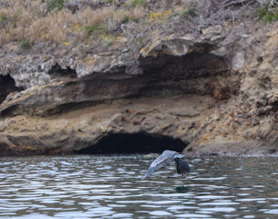 Fototapeta premium A great blue heron in its natural environment on Santa Cruz Island, Channel Islands National Park, California.