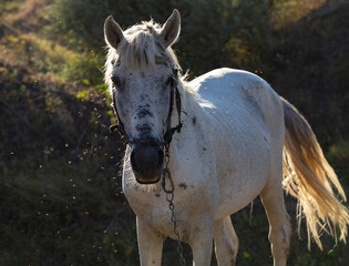 An old white stallion on a leash. The midge pesters the animal. A horse is grazing in a meadow.