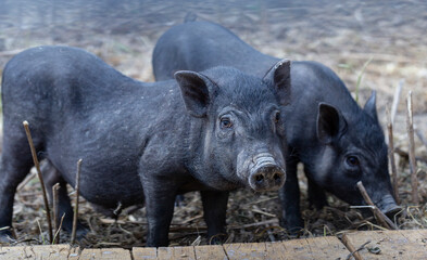 Vietnamese Pot-bellied, traditional Vietnamese breed of small domestic pig. Black piglets in the zoo.