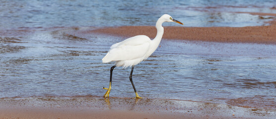 Little egret (Egretta garzetta). The white bird hunts fish in the red Sea.