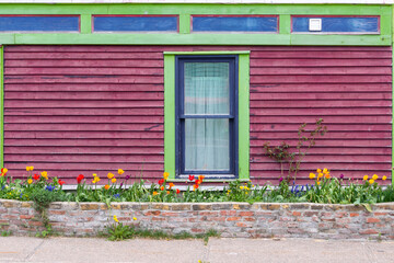 Fototapeta na wymiar A colorful red exterior wall with lime green, blue and purple trim. In front of the house is a brick flower bed filled with colorful tulip flowers. There's a single double hung window with green trim.