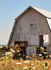 Old white barn in a vineyard with wild flowers and dried grasses in the vicinity. 