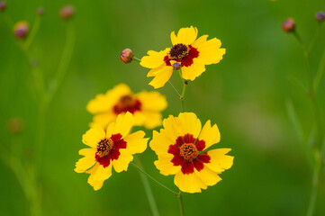 近所の公園に咲くハルシャギクの花。春から初夏にかけて河川敷や公園など身近なところで咲いている。黄色い花びらの根本部分が濃い紅色になっていて、蛇目模様が特徴的。つぶらな瞳のよう。花言葉は「一目惚れ」「いつも愉快」