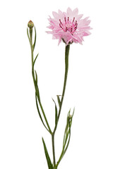 Pink flower of cornflower, lat. Centaurea, isolated on white background