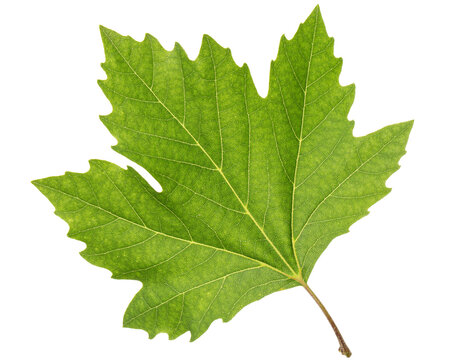 Green maple leaf, isolated on white background