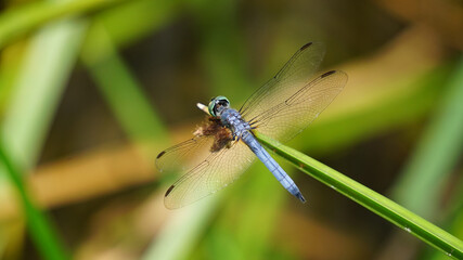 Male Blue Dasher Dragonfly resting on a reed.