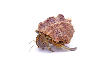 Hermit crabs isolated on white background. Hermit crabs are decapod crustaceans of the superfamily Paguroidea