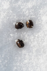Three feces from a hare in the snow.