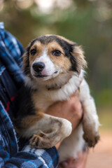 cute little white with red and black dog in arms