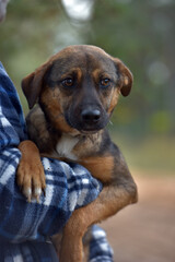 scared little brown mongrel puppy at animal shelter - 438713611