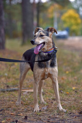 mongrel dog brown and gray sticking out his tongue, pleased