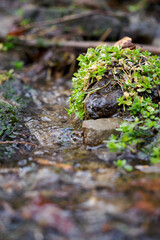 Green plant near wet stones with running water.