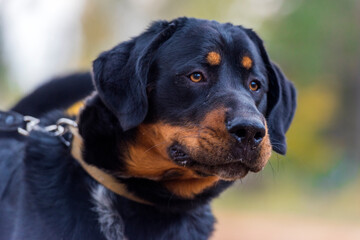 beautiful large brown dog mestizo rottweiler